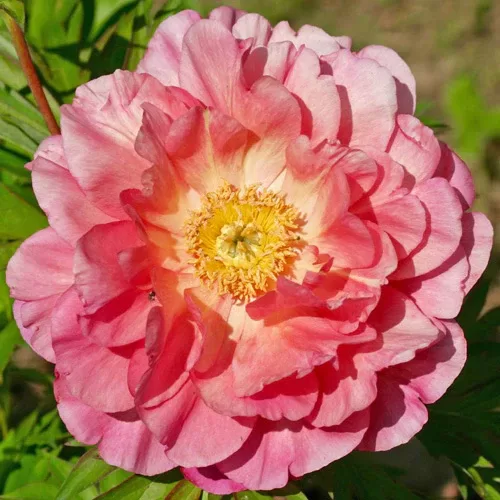 5. ITOH peonija (Paeonia intersectional) 'New Millenium' (podā)